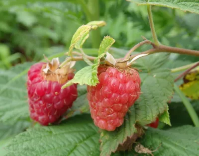 Малина Шапка Мономаха: как вырастить крупные ягоды? | Малина, Ягоды, Фрукты