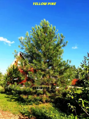 Сосна желтая. Орегонская. Pinus ponderosa. Yellow pine | ПИТОМНИК  ЭКЗОТИЧЕСКИХ ДЕРЕВЬЕВ
