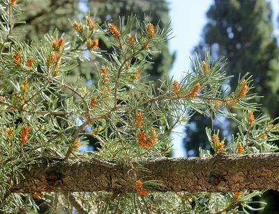 Сосна съедобная, колорадская (Pinus edulis) — путеводитель по отдыху в Крыму