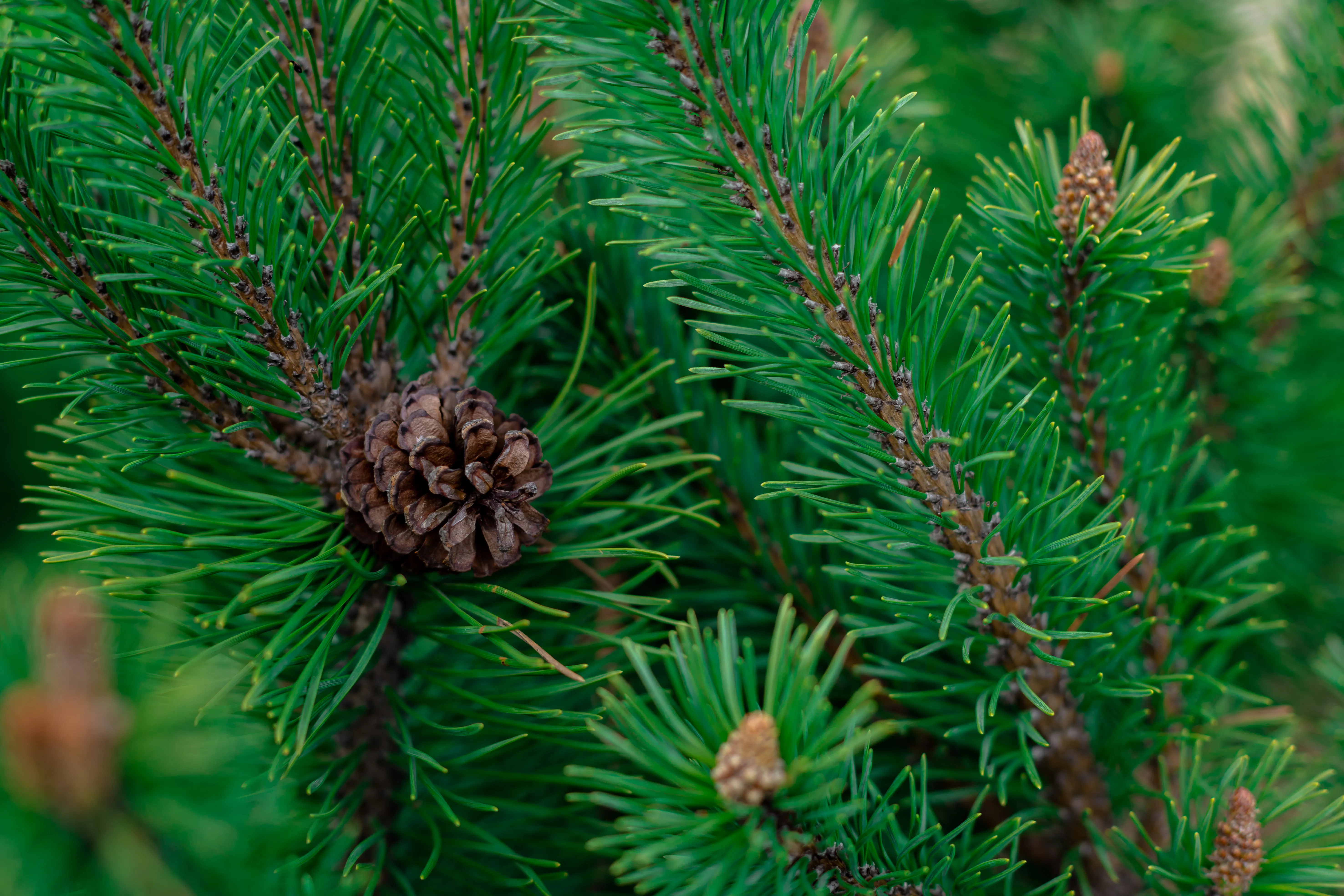 Хвойный 7 букв. Сосны красная ( Pinus resinosa). Сосна смолистая. Лоблолли сосна. Дерево штата Миннесота - сосна красная (Pinus resinosa).