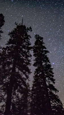 Обои сосна силуэт ночное небо, дерево, силуэт, сосна, атмосфера на телефон  Android, 1080x1920 картинки и фото бесплатно