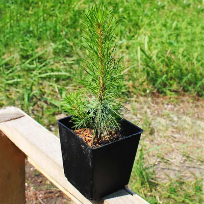 Саженцы, сосна обыкновенная (Pinus sylvestris), 10-15 см. купить с  доставкой по России, в Москву и СПб