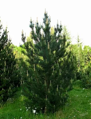 Сосна горная древовидная (Pinus uncinata) - описание сорта, фото, саженцы,  посадка, особенности ухода. Дачная энциклопедия.
