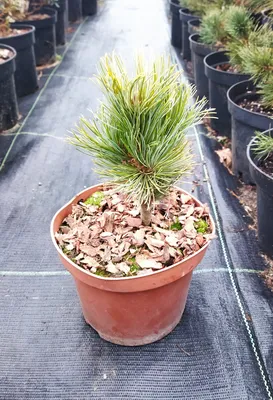 Купить Сосна мелкоцветковая Чикуза Готен ( Pinus parviflora Chikuza-  Goten), цена 650 грн — Prom.ua (ID#1319215763)