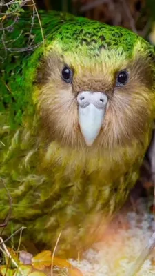 Какапо - нелетающий попугай из Новой Зеландии (26 фото) | Kakapo, Ugly  animals, Pet birds