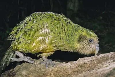 Какапо или совиный попугай (лат. Strigops habroptilus)