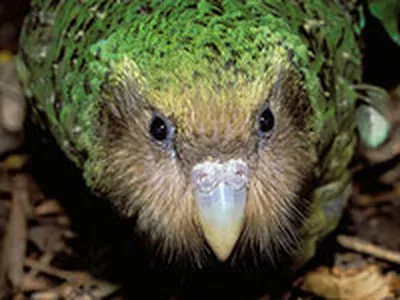 Pin by Kincső Kanyuk on Kakapo | Kakapo, Kakapo parrot, Pet birds