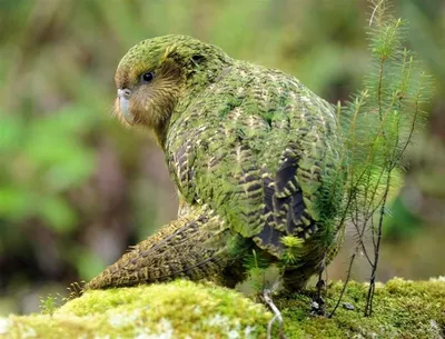 Afbeeldingsresultaat voor kakapo | Cute animals, Kakapo, Animal photography