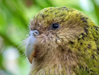 Kakapo | Kakapo, Bird wallpaper, Kakapo parrot