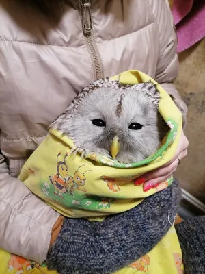 Омск | У раненой совы, которую увезли из Омска в Новосибирск, нашли  сотрясение мозга - БезФормата