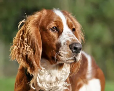 Вельш спрингер-спаниель (Welsh Springer Spaniel) - ласковая, умная и  дружелюбная порода собак. Фото, описание, отзывы.