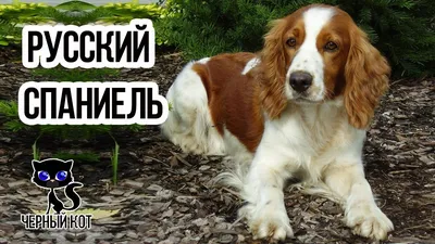 ✓ Русский спаниель - отличная охотничья собака. Плюсы и минусы породы  русский спаниель - YouTube