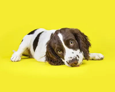 Картинки щенка Спаниель собака лежа смотрит животное Цветной фон
