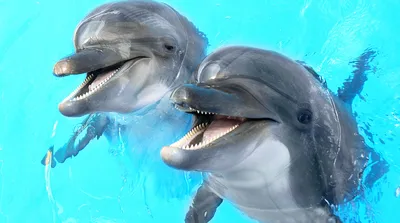 Дикие дельфины спаривание тропический рай с острова в Квинсленде, Австралия  Стоковое Изображение - изображение насчитывающей утеха, праздник: 187958309