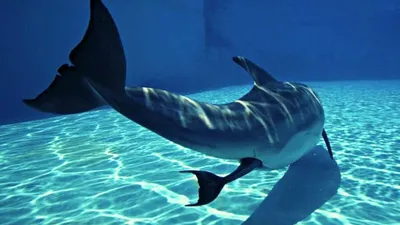 Дельфины – главные сексуальные гиганты Мирового океана | STENA.ee