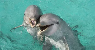 Двух Дельфинов Спаривания — стоковые фотографии и другие картинки Дельфин -  Дельфин, Спаривание животных, Без людей - iStock