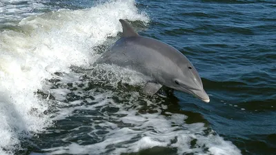 В Новой Зеландии детей расстроили, показав им спаривание дельфинов | ИА  Красная Весна