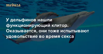Дельфин — дружелюбный сосед или жестокий убийца? | ВКонтакте