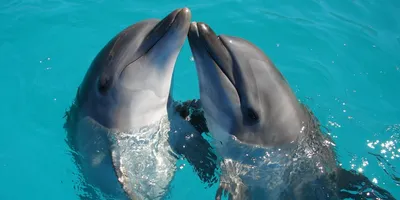 Стоковое видео категории «Премиум» — Дельфины спаривание спаривание под  водой кадр замедленная съемка