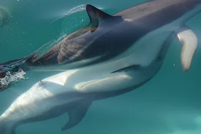 Спаривание дельфинов фото фотографии
