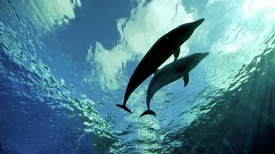 Ученые установили, что дельфины имеют сложные социальные связи | УНИАН