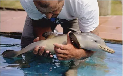 Дельфин в океане» — создано в Шедевруме