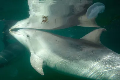 Океанариумы и дельфинарии: правда о том, как в них содержат животных,  аргументы против их посещения