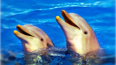 Дельфины чувствуют электрические поля, но от вымирания это не спасает