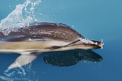 В Антибе в аквапарке Маринеланд родился дельфин | SLON