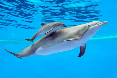 Дикие дельфины серфинга вместе с тропический рай острова в Квинсленде,  Австралия Стоковое Фото - изображение насчитывающей праздники, жизнь:  187958282