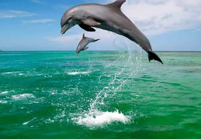 Дельфинарии могут запретить на уровне законодательства
