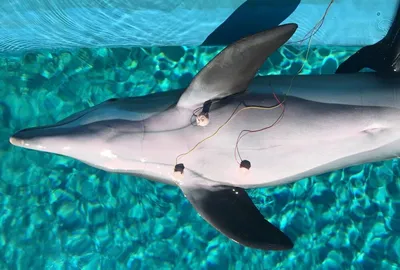 У самок дельфинов обнаружили клитор. Он напоминает человеческий и нужен для  удовольствия