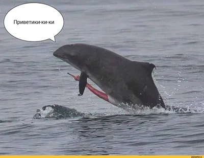 10 мифов о дельфинах, в которые вы верите зря - Лайфхакер