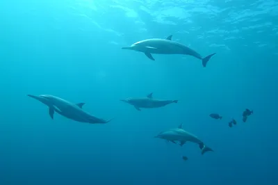Почему язык дельфинов круче человеческого? Потому что это единственный  межвидовой язык! | Пикабу