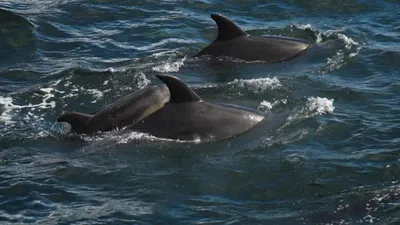 Дельфины: параллельная цивилизация? | 13.09.2022 | Кисловодск - БезФормата