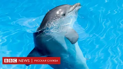 Дельфины | Энциклопедия животных | Энциклопедия животных