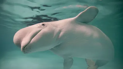 Дельфинарии уходят в историю | Yle