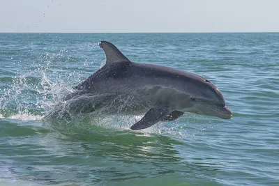 Как страдают дельфины в дельфинариях, что им угрожает в дельфинариях России  и как государство, бизнес и обычные люди могут помочь дельфинам — Нож