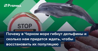 Интересные факты о дельфинах — Музей фактов