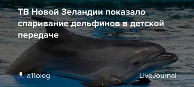 Дельфинов в Ростове стало больше