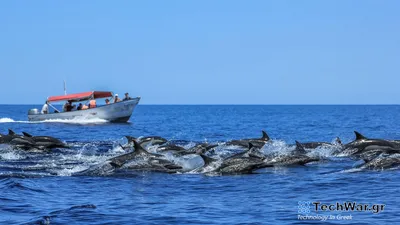 Стоковое видео категории «Премиум» — Короткоклювые обыкновенные дельфины  размножаются в открытом океане у берегов новой зеландии