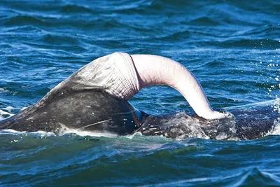 Спаривание китов фото