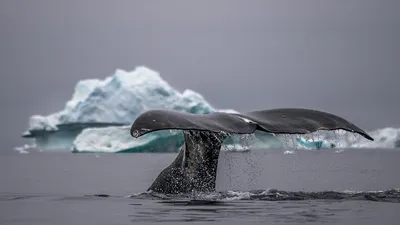 Киты на потрясающих подводных фотографиях Gaby Barathieu — Российское фото