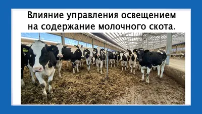 Корова в охоте. Спаривание коровы с быком. Бык подрос! - YouTube