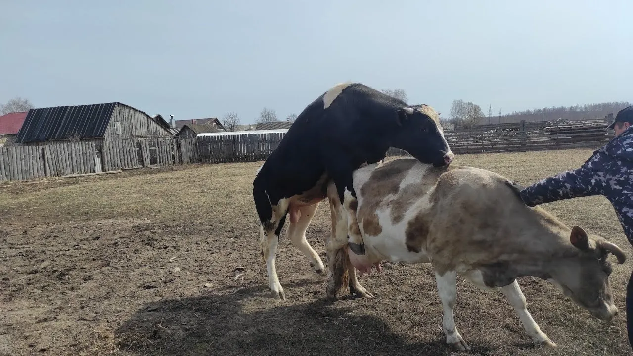 Корова и бык спариваются.