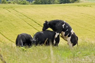 СПАРИВАНИЕ БЫКА С КОРОВОЙ /Mating Bull