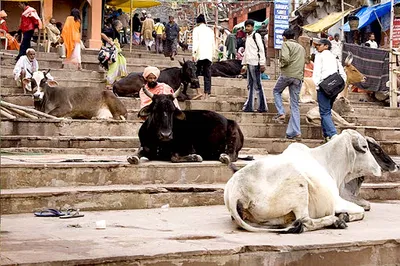 ✓ Сovid-19 не помеха развитию селекционной работы в животноводстве. 🐄  Импорт племенных быков в АО «Асыл-Тулiк» из Австрии. Симментальская порода  — одна из древнейших в мире. Благодаря хорошей способности этой породы к