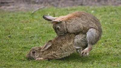 Спаривание кроликов фото фото