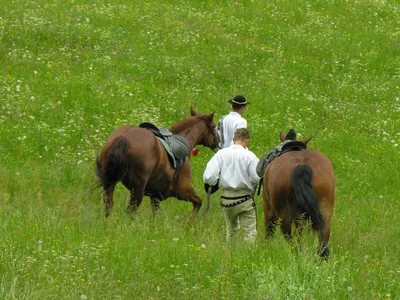 Спаривание лошадей. Зачатие и рождение жеребенка | EquiLife.ru - Первый  Конный журнал online