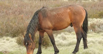 Beautiful horses